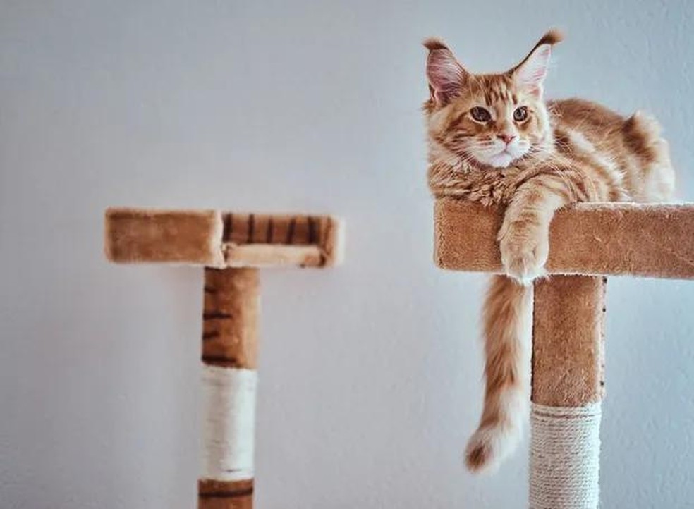Uma casa funcional é importante para manter gatos seguros, já que são animais territorialistas — Foto: ( Freepik/ CreativeCommons)