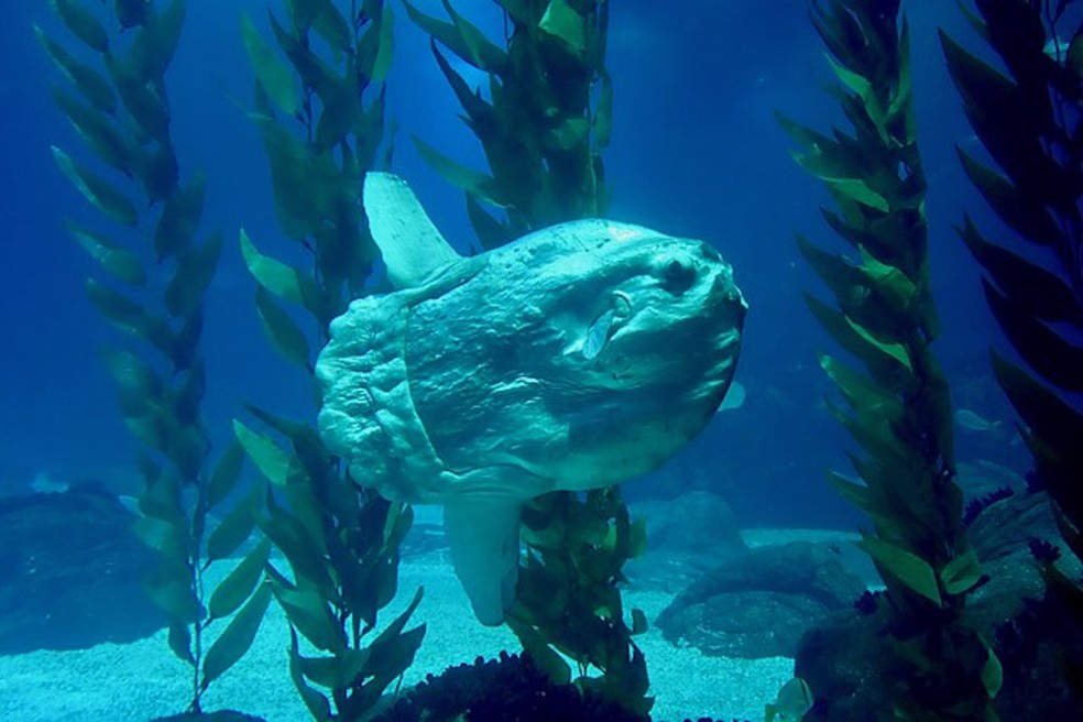 Peixe-lua – Mola mola — Foto: Sonse/ Wikimedia Commons/ Creative Commons