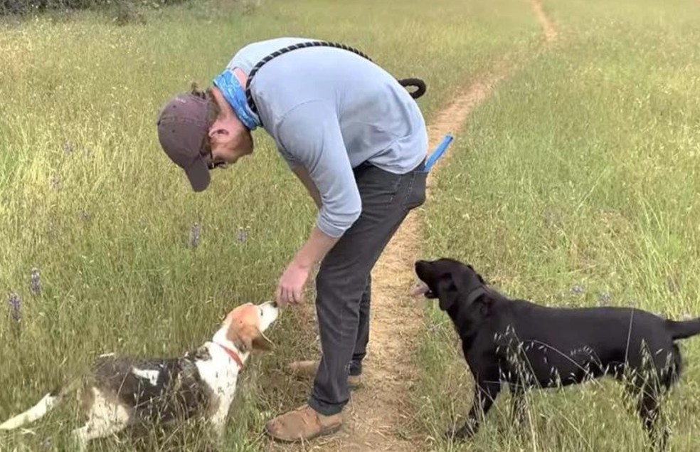 Harry ao lado de seus dois cães. A cena do passeio foi divulgada no documentário “Harry & Meghan” — Foto: Netflix/ Reprodução