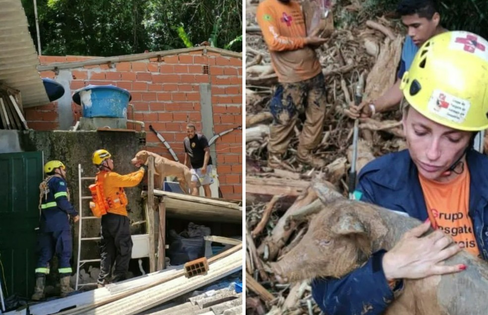A equipe do GRAD está atuando, junto dos órgãos públicos, no resgate dos animais no litoral norte de São Paulo — Foto: Instagram/ @grad_brasil / Reprodução