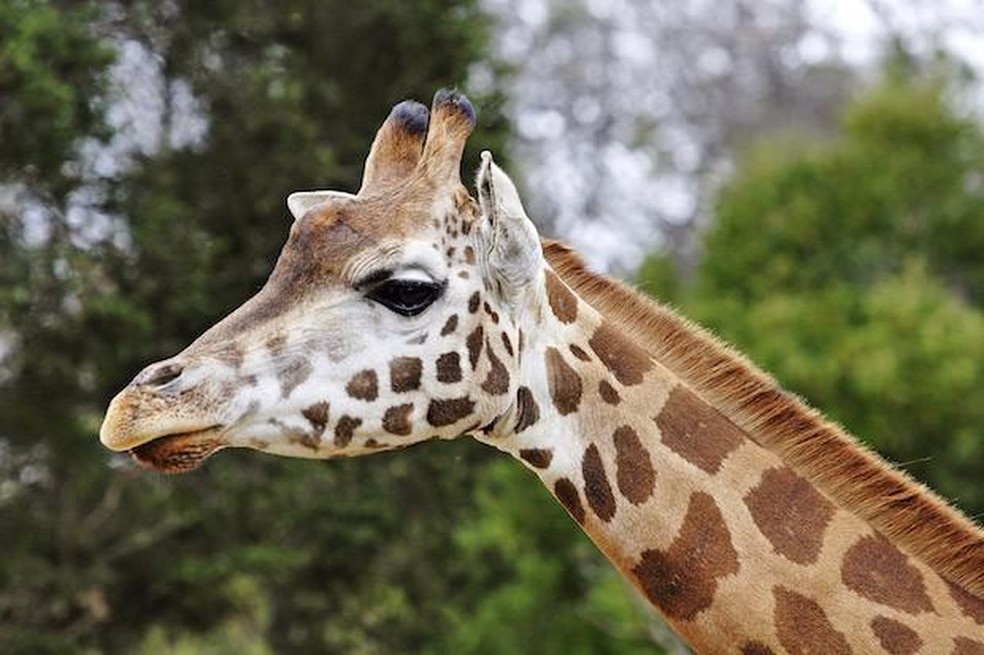 A girafa é um dos bichos mais altos do mundo — Foto: ( Fir0002/ Wikimedia Commons/ CreativeCommons)