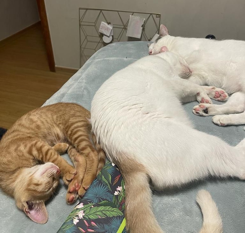 Os três gatos convivem bem e fazem tudo juntos, como irmãos — Foto: Rebeca Bezerra de Moraes/ Arquivo pessoal