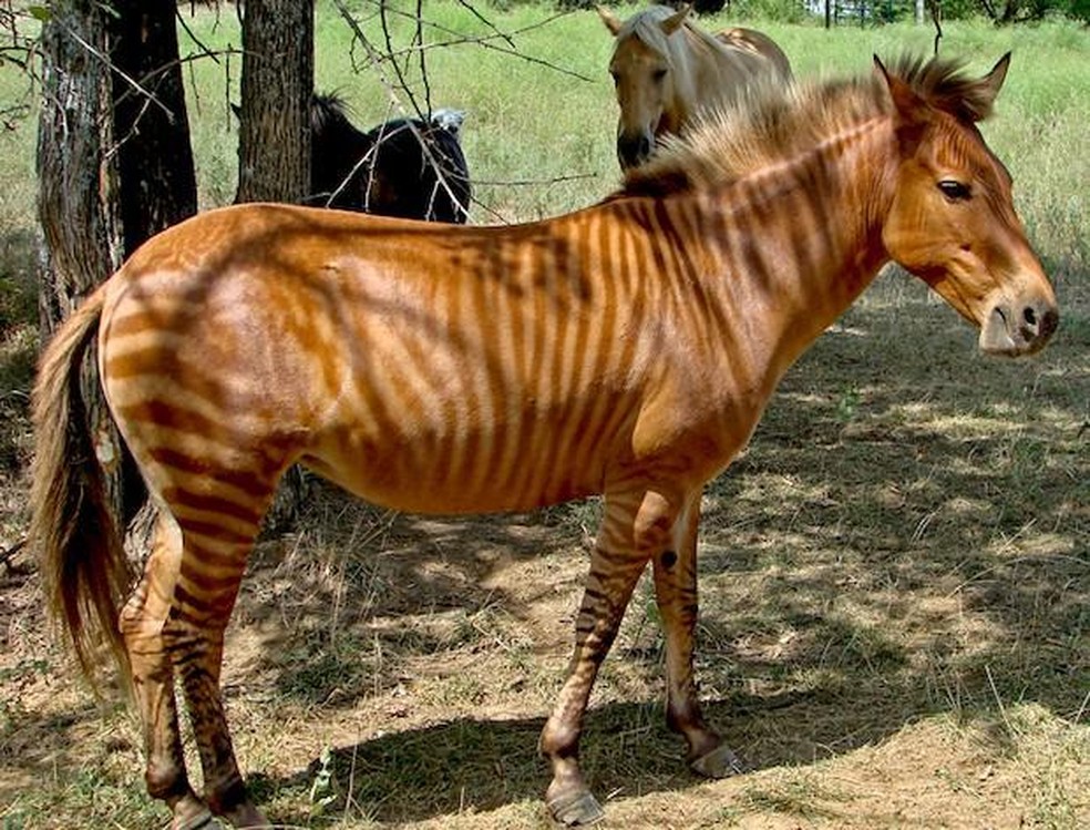 O zebroide é o híbrido de uma zebra e um cavalo — Foto: ( Wikimedia Commons/ Kumana @ Wild Equines/ CreativeCommons)