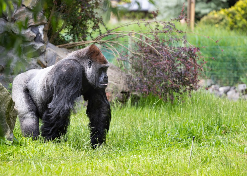 Pesquisadores descobrem que gorilas e outros primatas giram de propósito para ficarem tontos — Foto:  Mateusz Feliksik/ Pexels/ Creative Commons