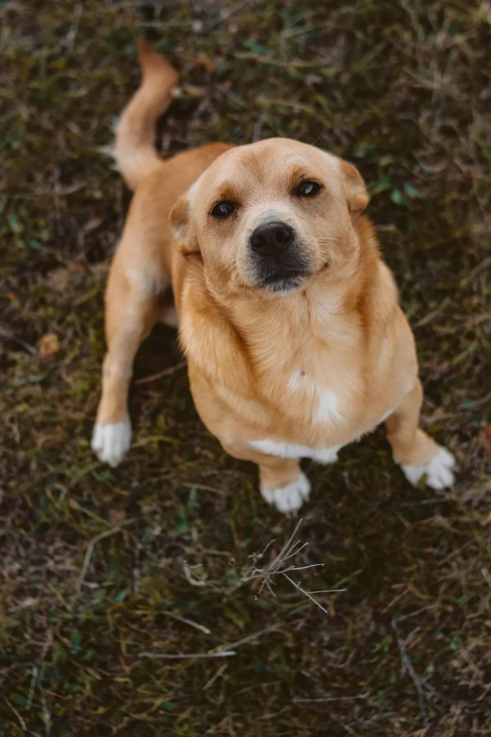 Será que seu pet é feliz? • It Pet Blog