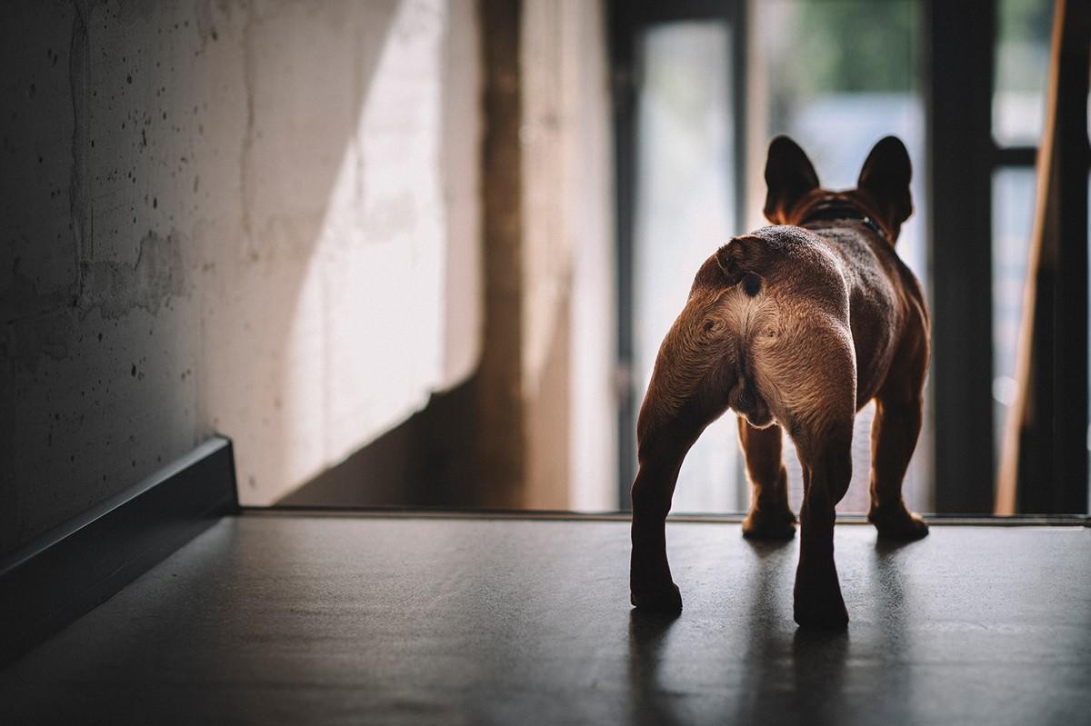 Porque o cachorro lambe as partes íntimas de outro cachorro