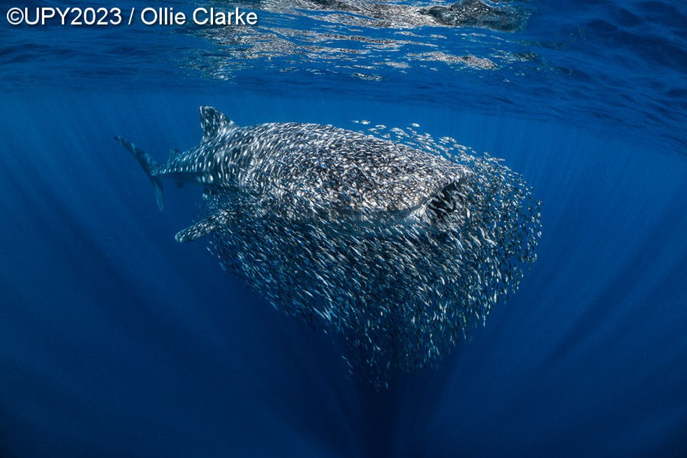 'The swarm' - Ollie Clarke (Austrália) — Foto: Ollie Clarke/ UPY/ Reprodução