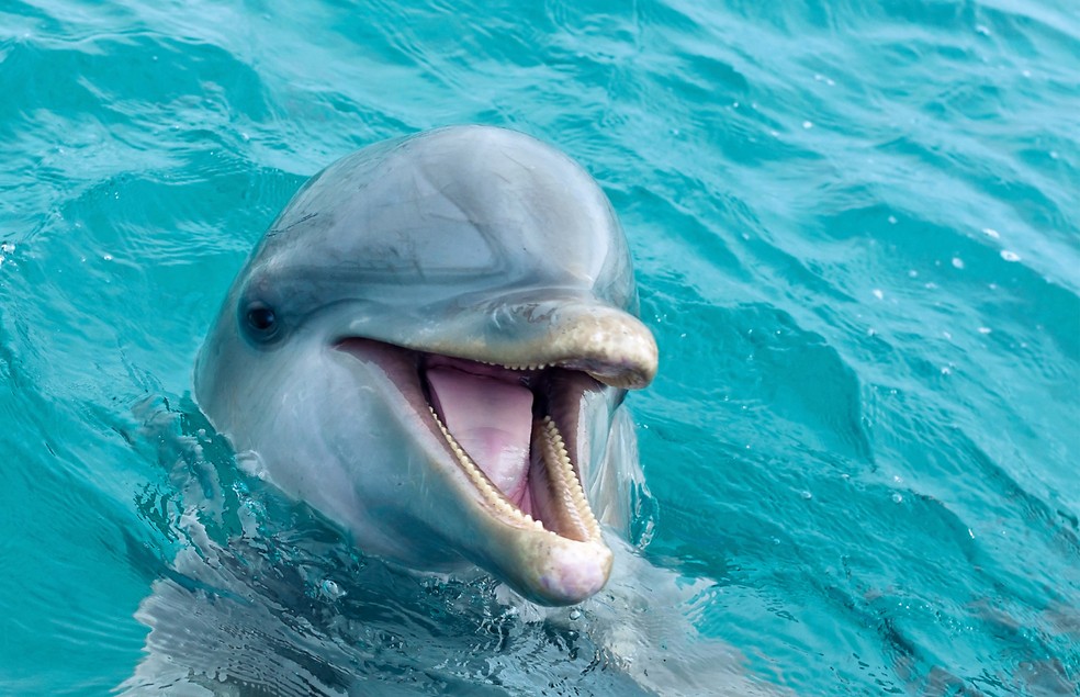 Os golfinhos descendem de animais terrestres — Foto: Canva/ CreativeCommons