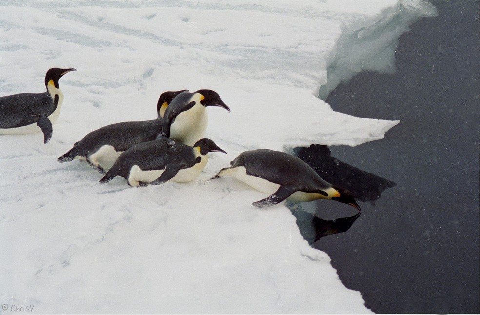 A principal medida para proteger os pinguins-imperadores é reduzir a emissão dos gases do efeito estufa e controlar o aquecimento global, mantendo, assim, o seu habitat em condições ideais para a sobrevivência da espécie — Foto: Flickr/ Christine Veeschkens/ CreativeCommons