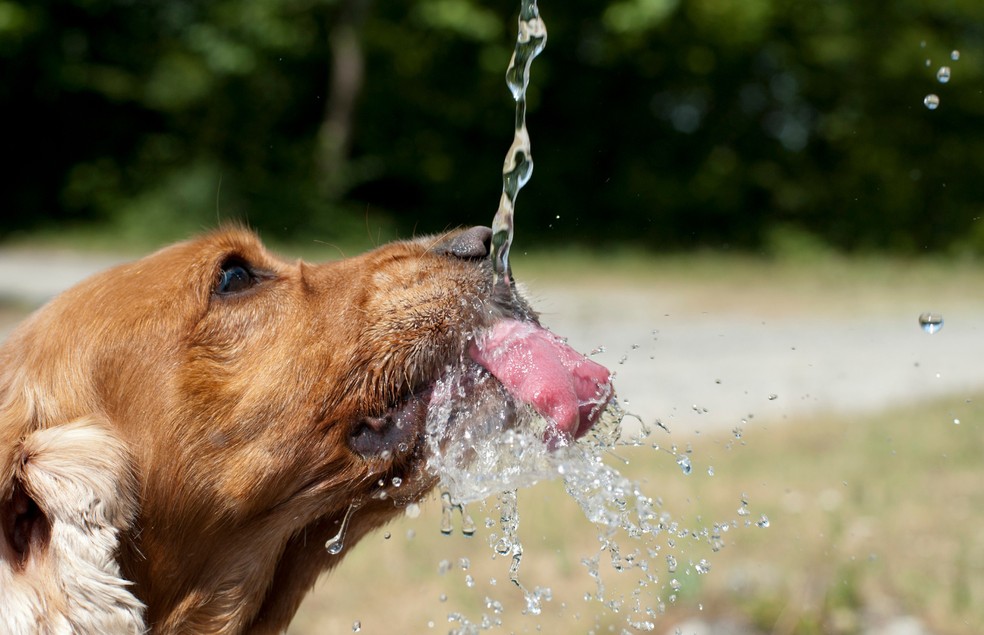 É importante que o cão aumente a sua ingestão de água durante o verão — Foto: Canva/ CreativeCommons