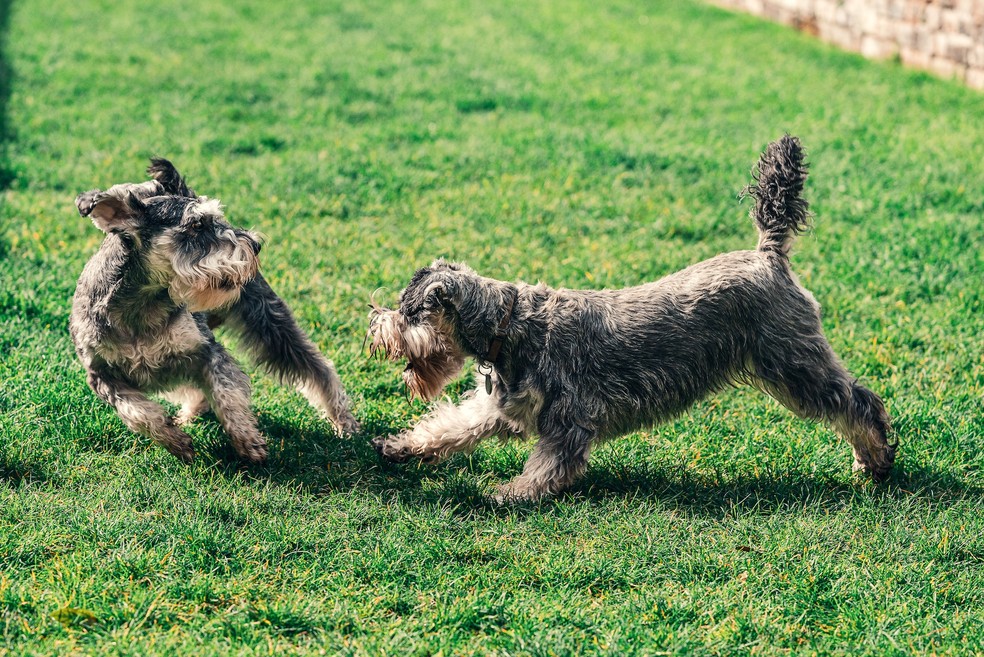 Cães da raça schnauzer deve gastar energia — Foto: Pexels/ Sebastian Coman Travel/ Creative Commons