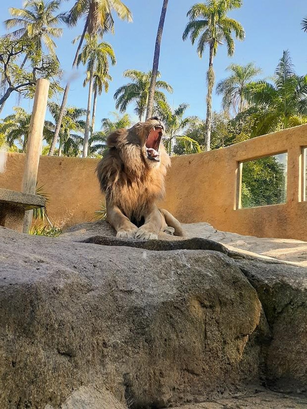 Férias no Rio de Janeiro: 9 passeios para apreciar a fauna local ...