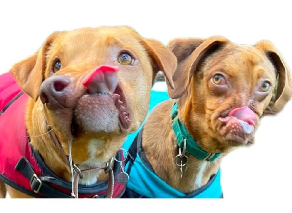 Adotados com uma diferença de 5 anos, os cães de focinho deformado viraram melhores amigos em pouco tempo — Foto: ( @picassothewonkyandwacku/ Instagram/ Reprodução)