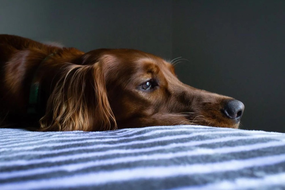 Na depressão canina, o animal fica mais apático, isolado e costuma perder o apetite — Foto: ( Unsplash/ Ryan Stone/ CreativeCommons)