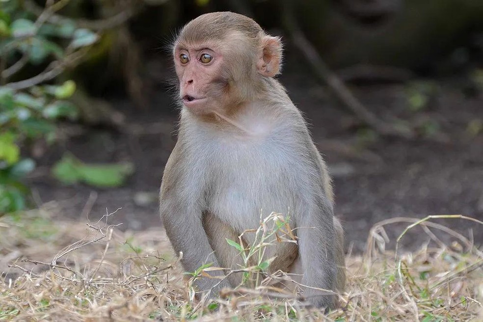 Fotos omitidas por universidade provariam maus-tratos a macacos por empresa de Elon Musk — Foto: ( Geoff Gallice/ Wikimedia Commons/ CreativeCommons)