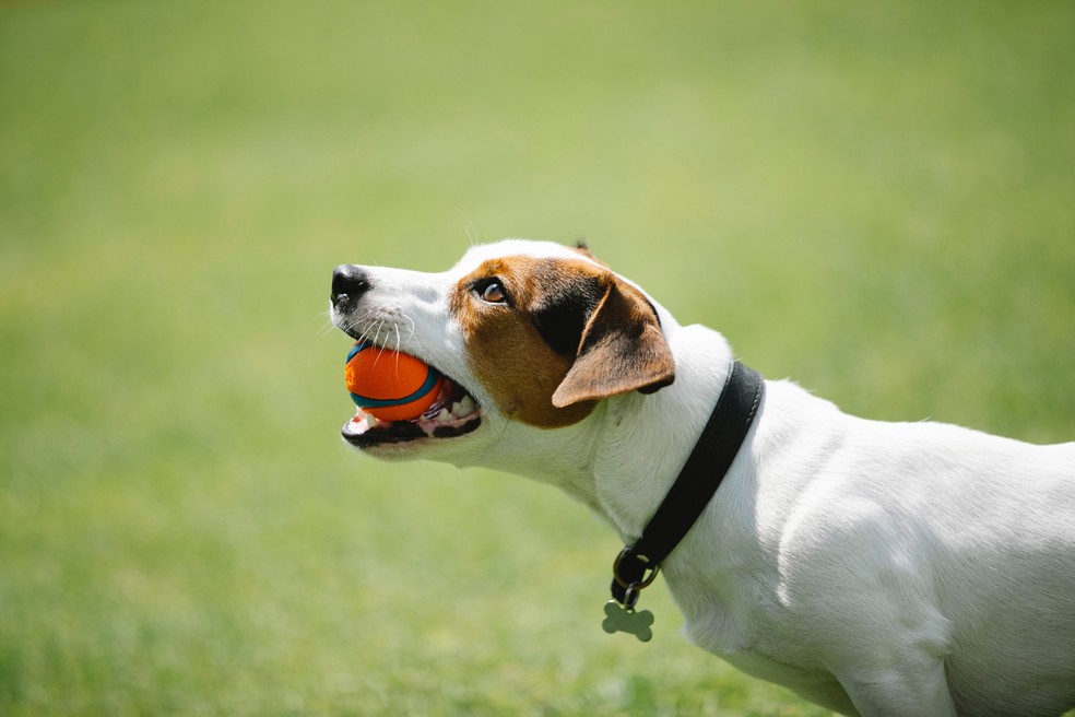 Brinquedos antitártaros são apenas um auxílio à saúde bucal de cães e gatos — Foto: Pexels / Blue Bird / CreativeCommons