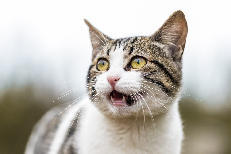 O medo tamb&eacute;m faz com que o gato urine e defeque fora do local de costume &mdash; Foto: Unsplash/ Creative Commons