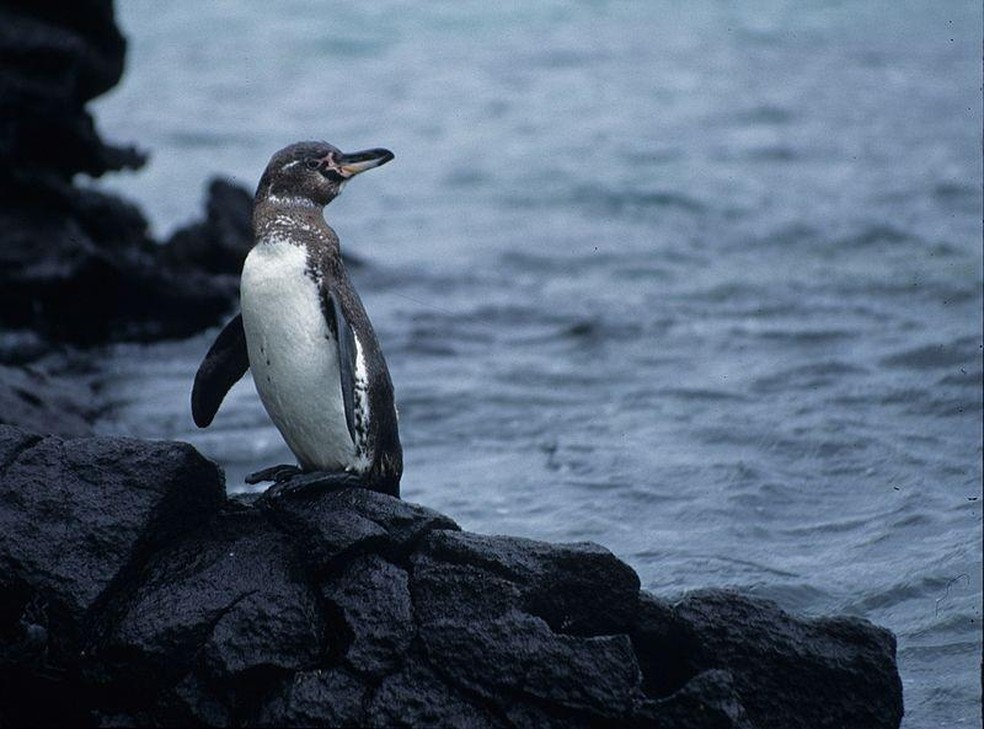Conheça 5 animais marinhos ameaçados de extinção