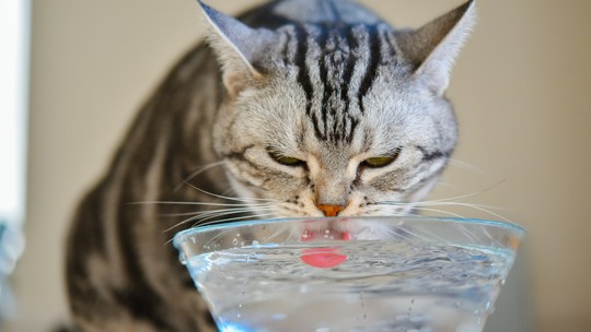 Pet que não bebe água: 6 razões para isso estar acontecendo na sua casa
