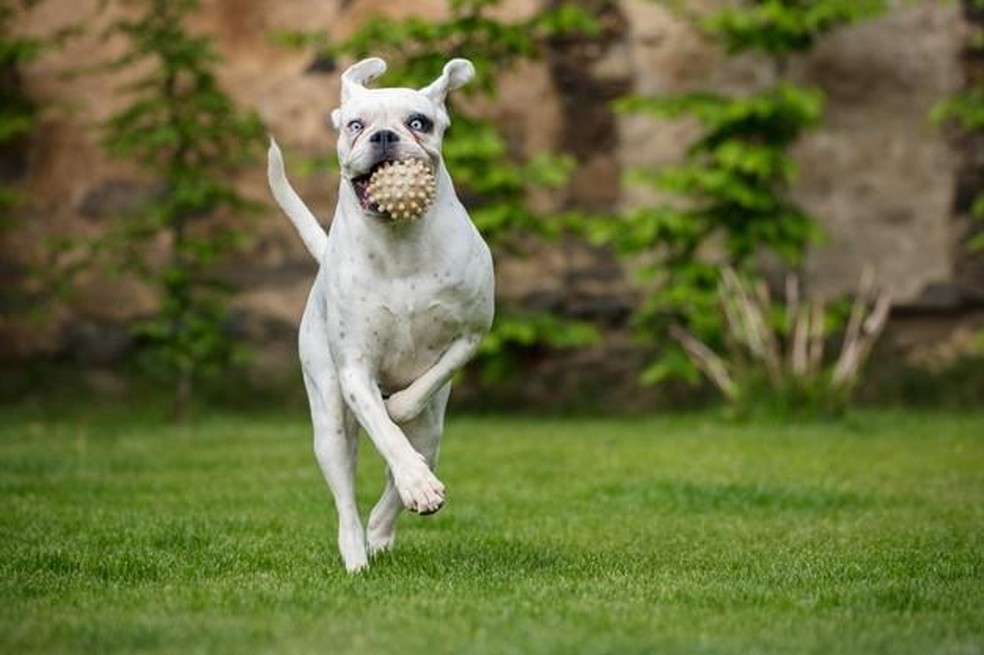 Cachorro Boxer branco: características, personalidade e mais
