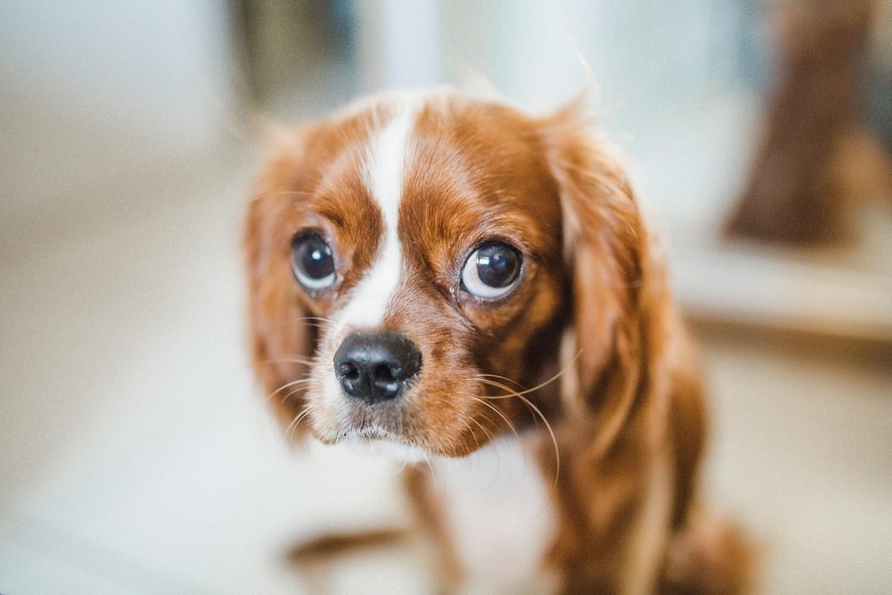 Outras doenças comuns da idade avançada podem provocar catarata nos cães — Foto: ( Unsplash/ CreativeCommons)