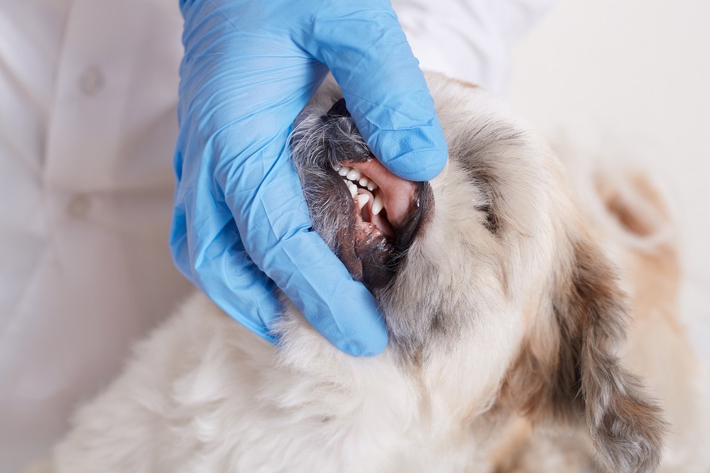 Limpeza de tártaro em cães: como é o procedimento e quando fazê-lo ...