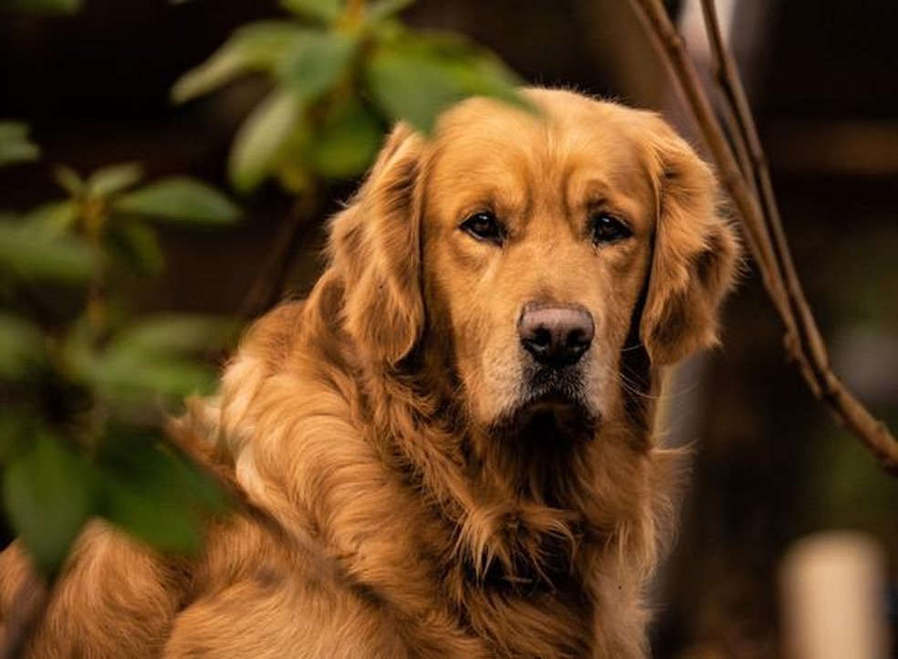 Cheio de energia e com bom temperamento, os cães da raça golden retriever são ótimas companhias para crianças — Foto: ( Pixabay/ Rodolphe_SGT/ CreativeCommons)