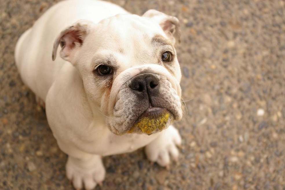 A jaca é composta por elementos importantes para a saúde dos cães, mas deve ser oferecida com moderação — Foto: ( Flickr/ Veronica Heringer/ CreativeCommons)