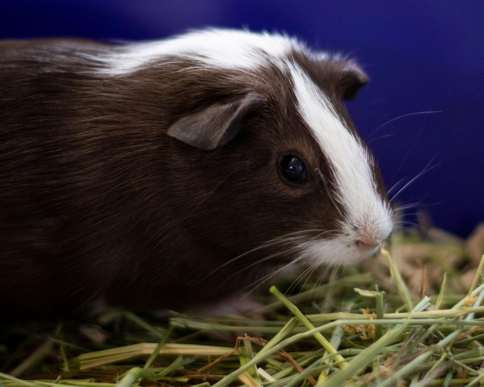 Porquinhodaíndia pode comer fruta? Como deve ser a dieta do pet Nutrição Vida de Bicho