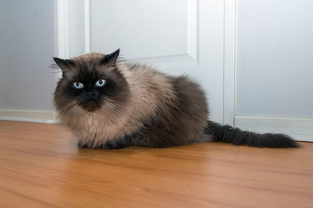 Gato himalaio, uma mistura entre o persa e o siamês | Raças | Vida de Bicho