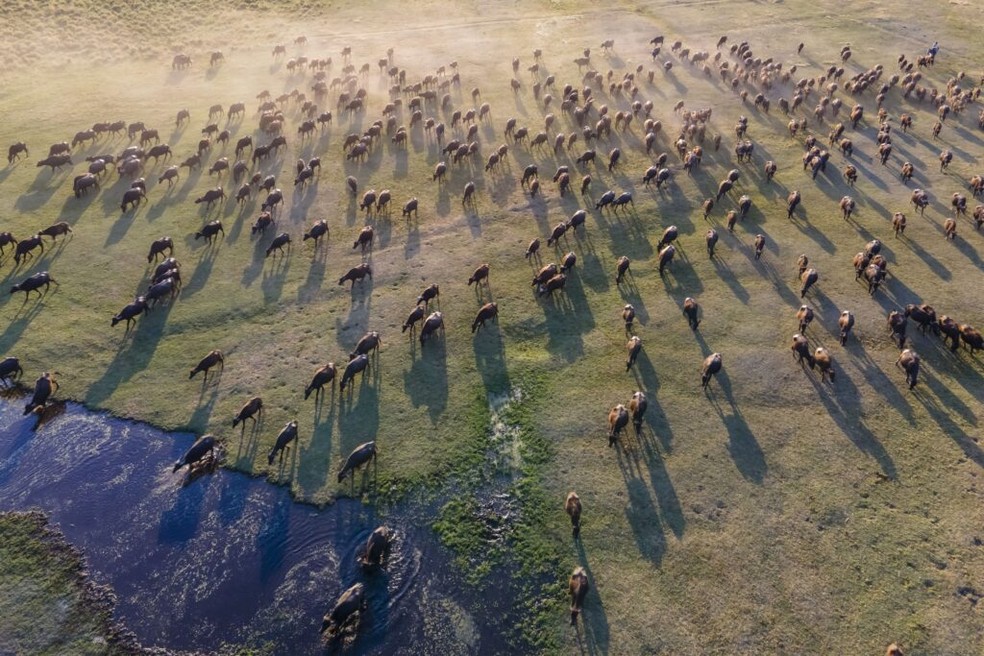 Uma manada de búfalos em movimento clicada em Hürmetçi Wetlands, na Turquia — Foto: Ramazancirakoglu/ Wikimedia Commons/ CreativeCommons