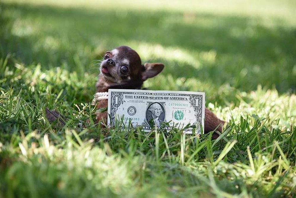 Conheça os 10 menores cachorros do mundo Comportamento Vida de Bicho