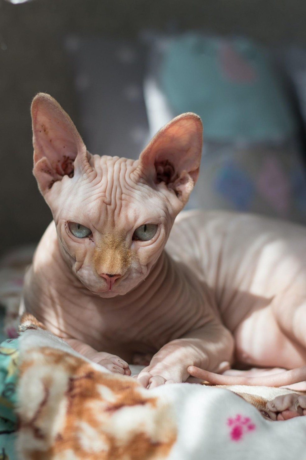 Os gatos sem pelos, como o sphynx, precisam usar roupas em dias mais frios — Foto: ( Pexels/ наталья семенкова/ CreativeCommons)