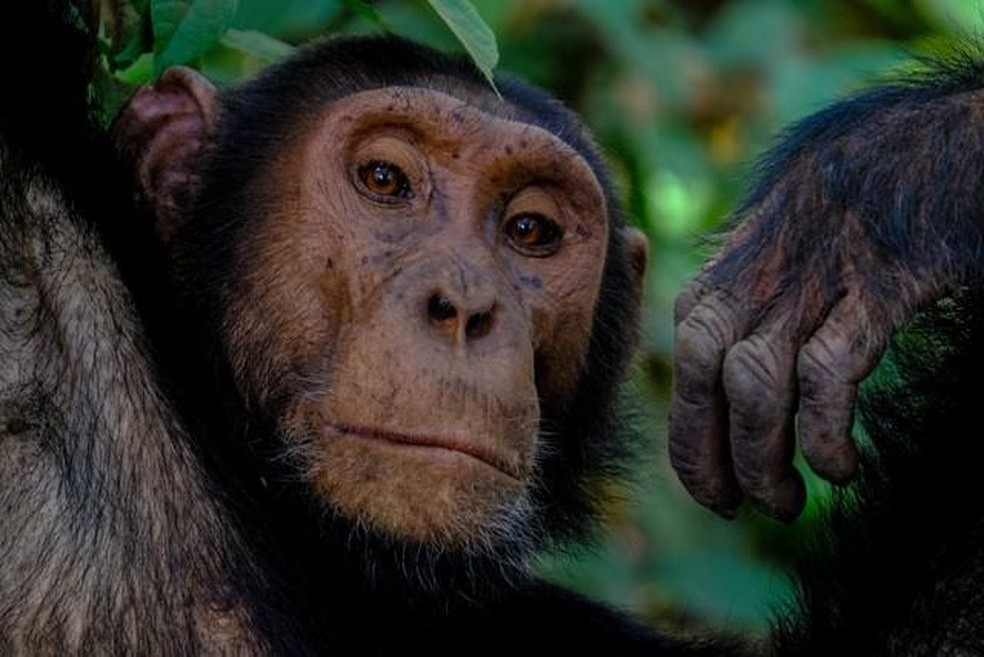 Foram estudados 12 macacos de um zoológico em Chicago — Foto: ( Unsplash/ Francesco Ungaro/ CreativeCommons)