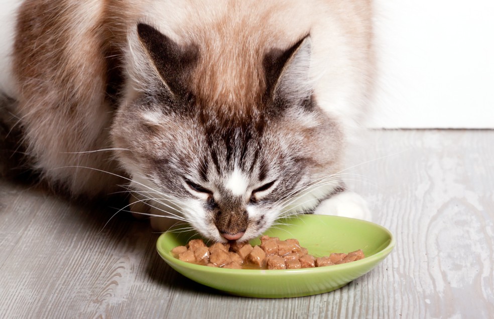 Sachês são alimentos palatáveis para os felinos e, por isso, costumam fazer sucesso  — Foto: Canva/ Creative Commoms