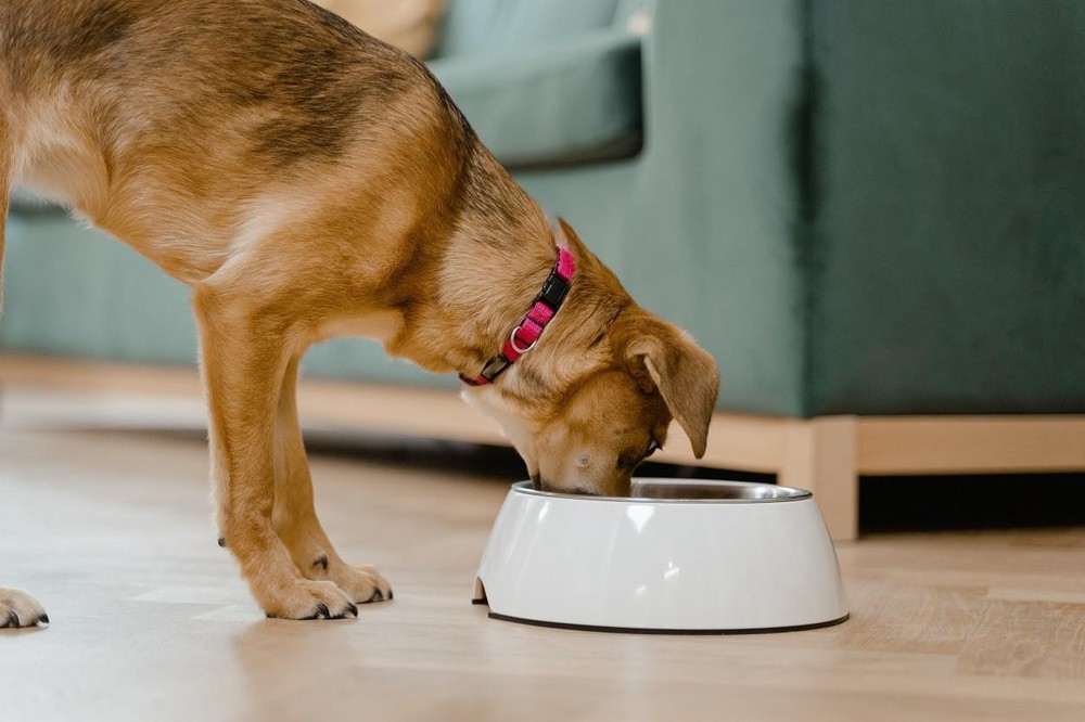Cachorro pode comer canjica? Saiba como oferecer a iguaria para o pet ...