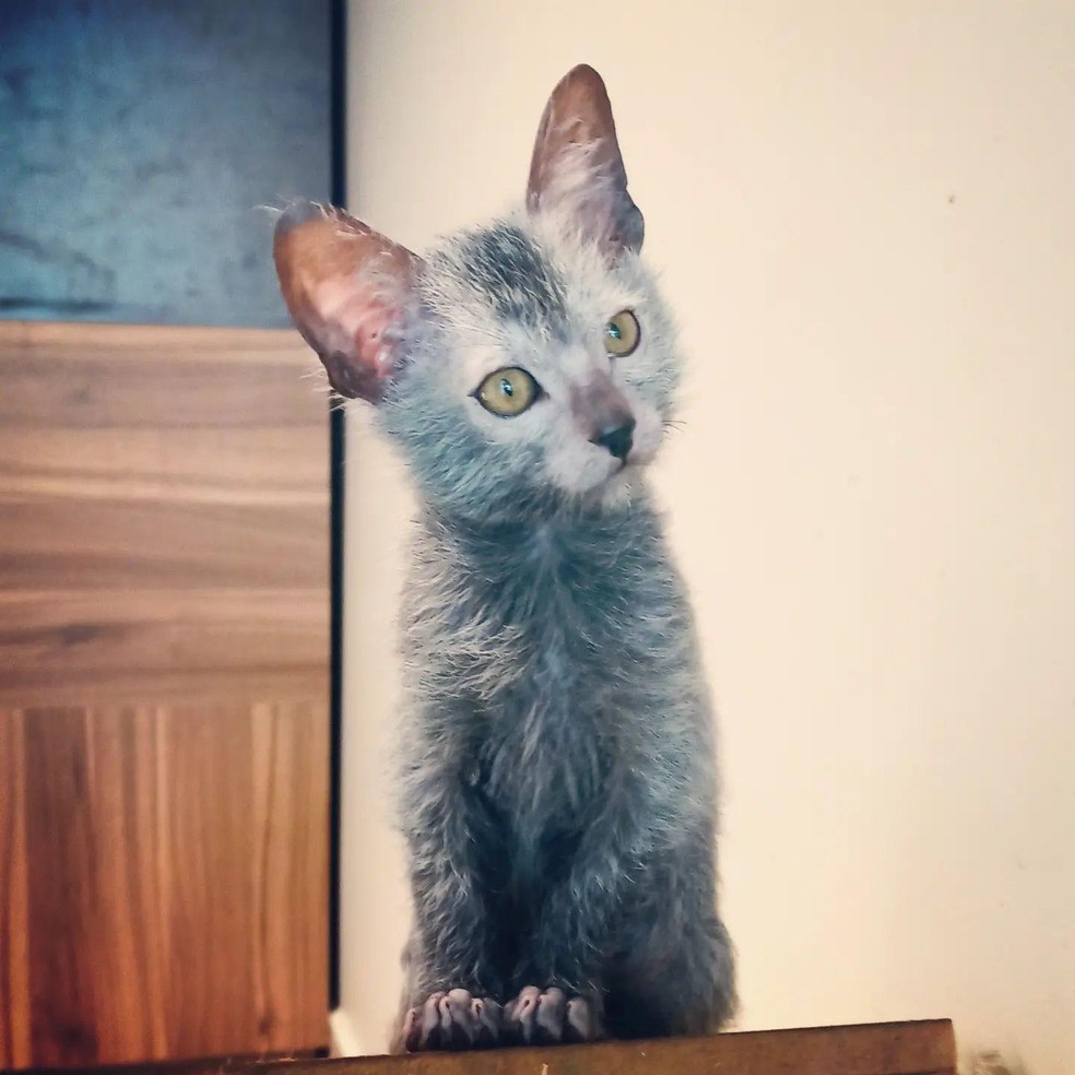 A despeito da condição de sua pele, o lykoi é um gato saudável como qualquer outro — Foto: ( Facebook/ Lykoi Brasil - Gênnetos Gatil/ Reprodução)